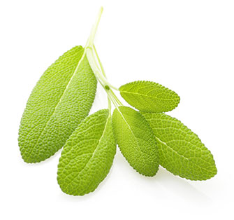 Sage